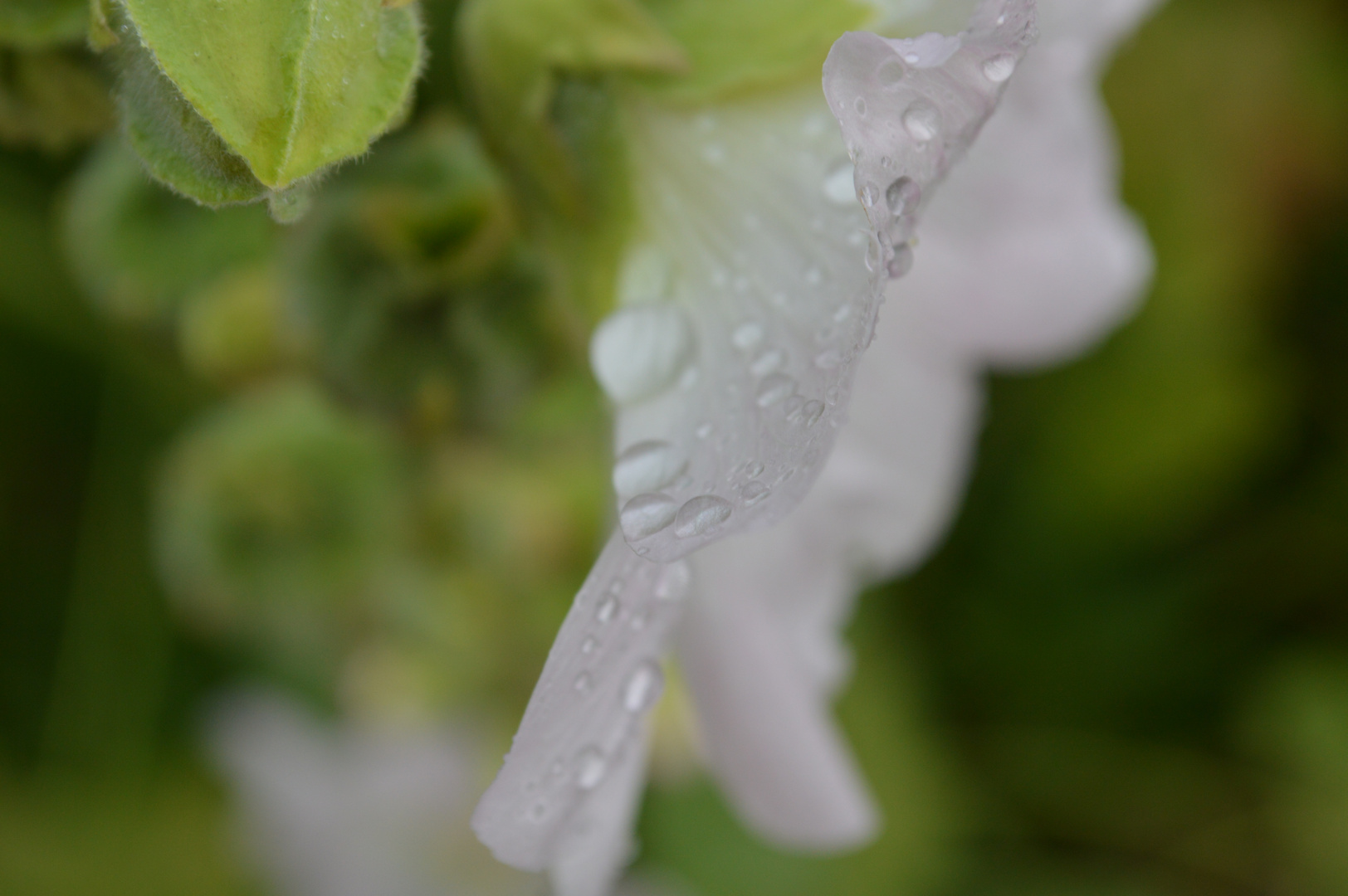 Blüte mit Regentropfen