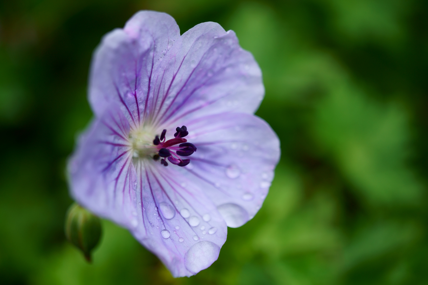 Blüte mit Regentropfen