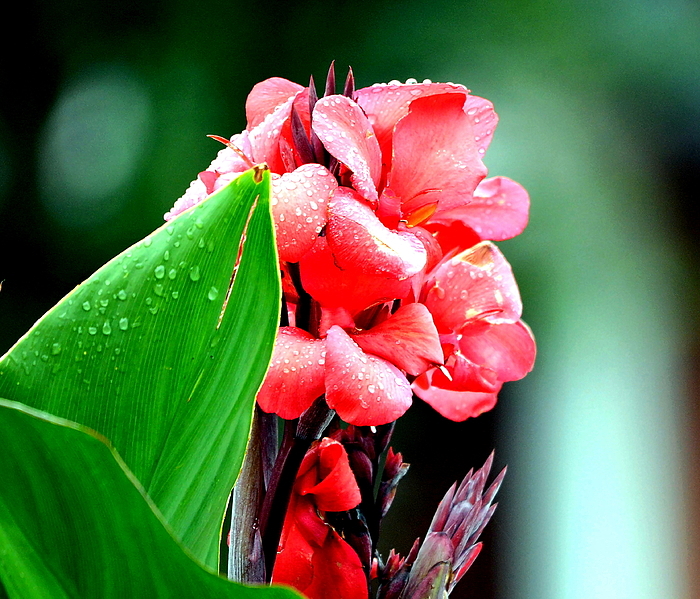 Blüte mit Regentropfen 