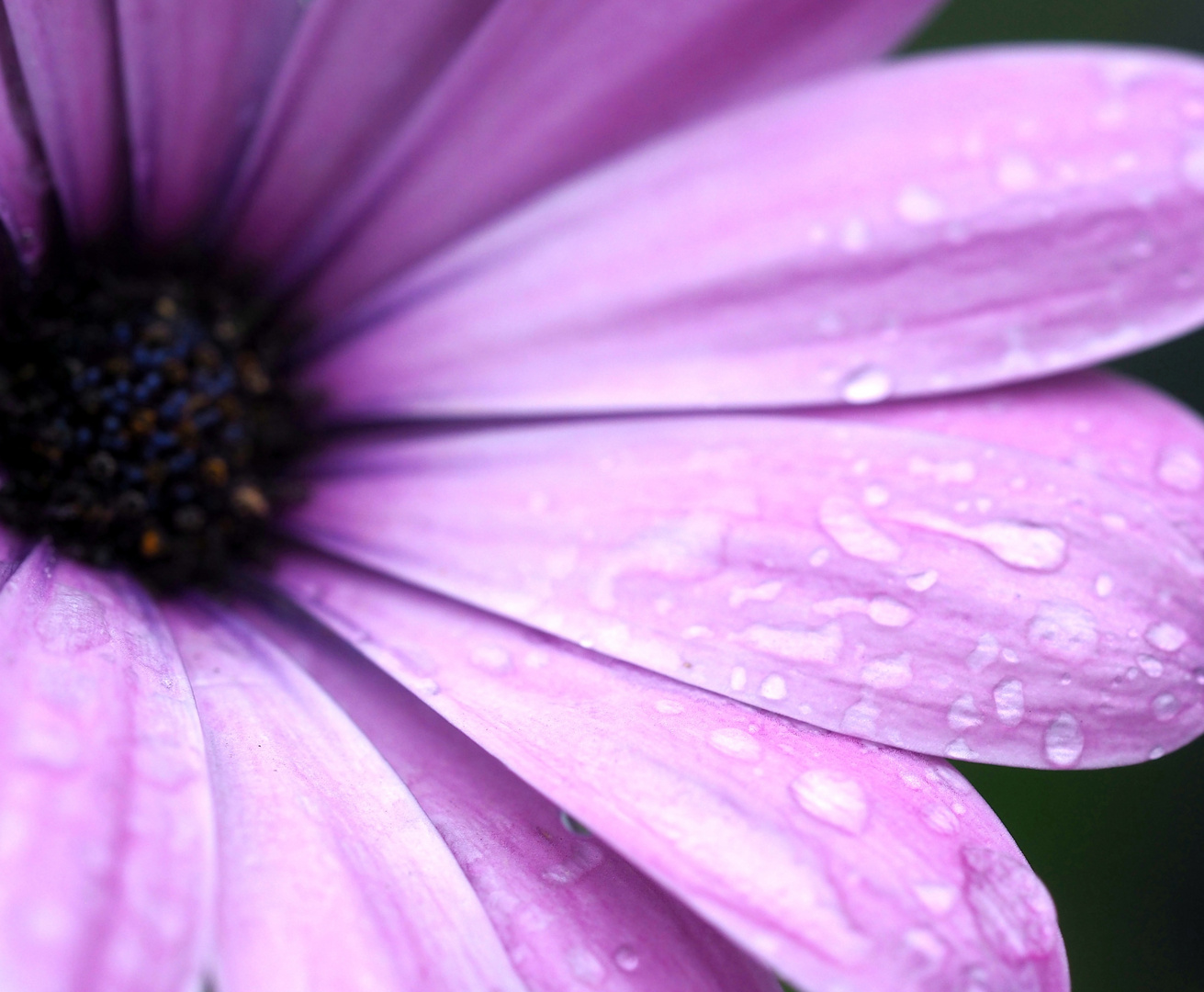 Blüte mit Regentropfen 