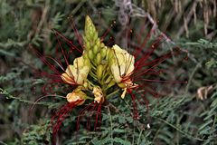 Blüte mit roten Fäden