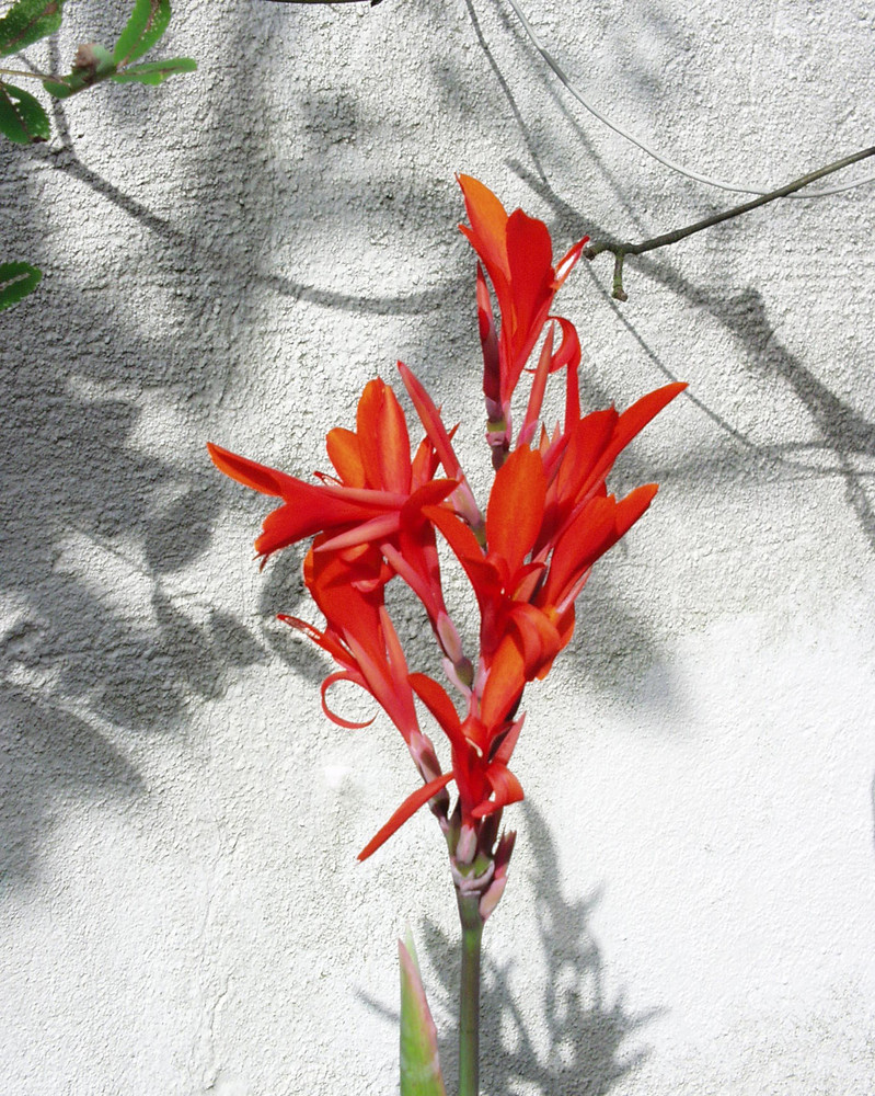 Blüte mit Schattenspiel