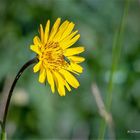 Blüte mit Scheinbockkäfer