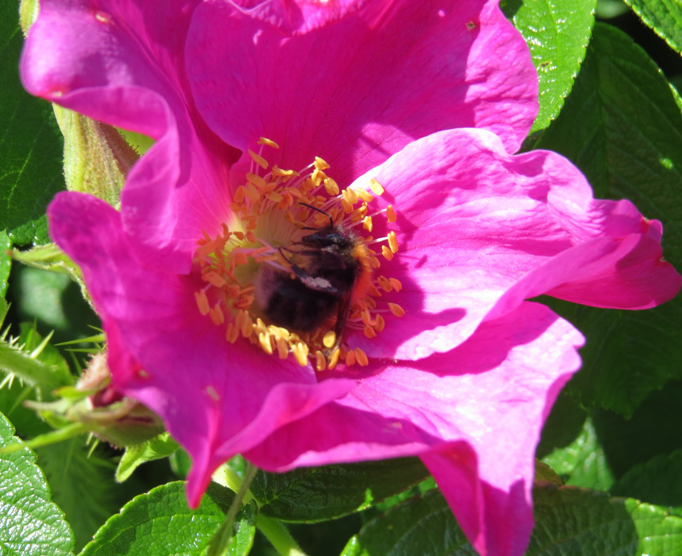 Blüte mit schlafendem Besucher