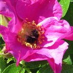 Blüte mit schlafendem Besucher