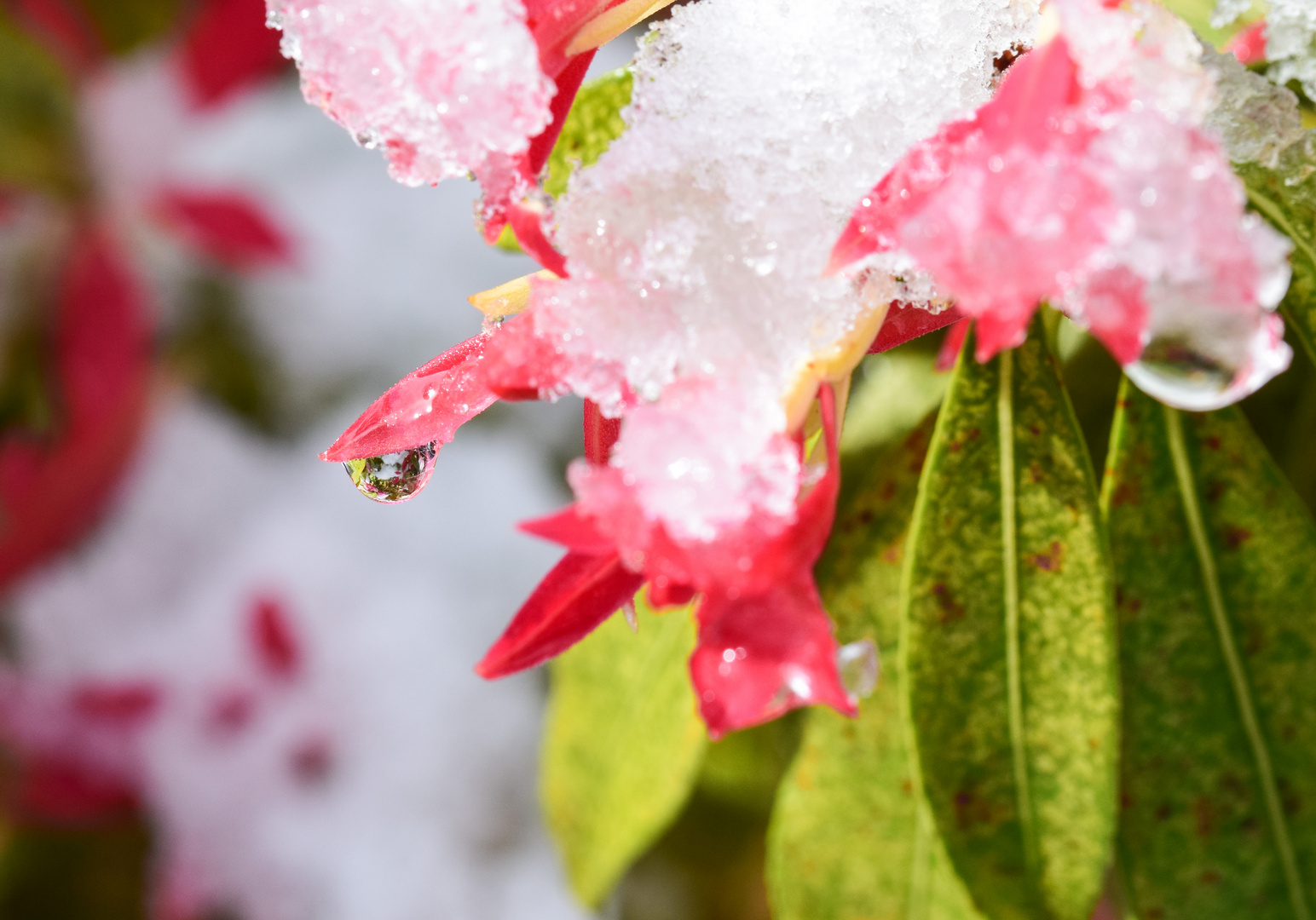 Blüte mit schmelzendem Schnee