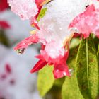 Blüte mit schmelzendem Schnee