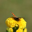 Blüte mit Schmetterling