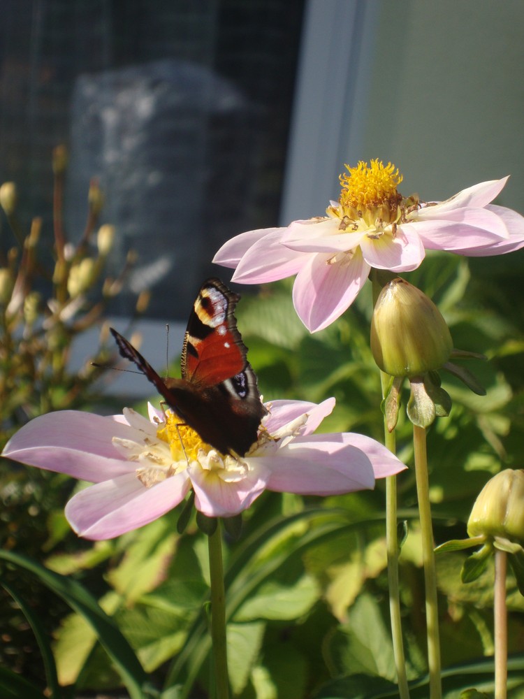 Blüte mit Schmetterling