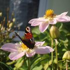 Blüte mit Schmetterling