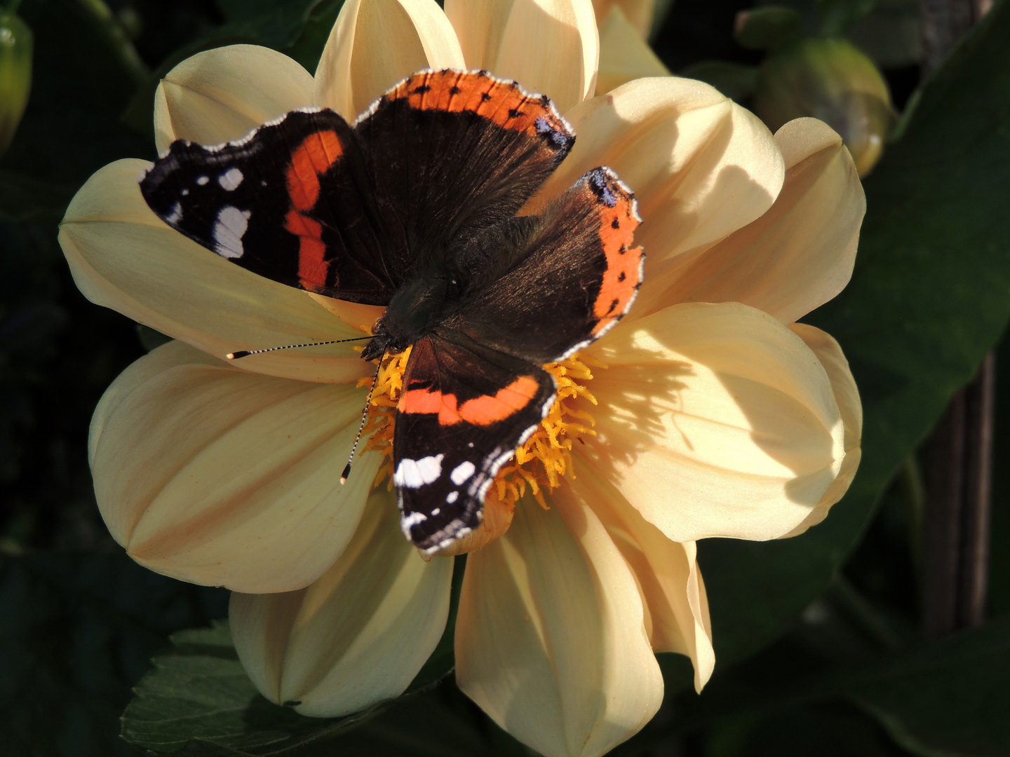 Blüte mit Schmetterling