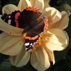 Blüte mit Schmetterling