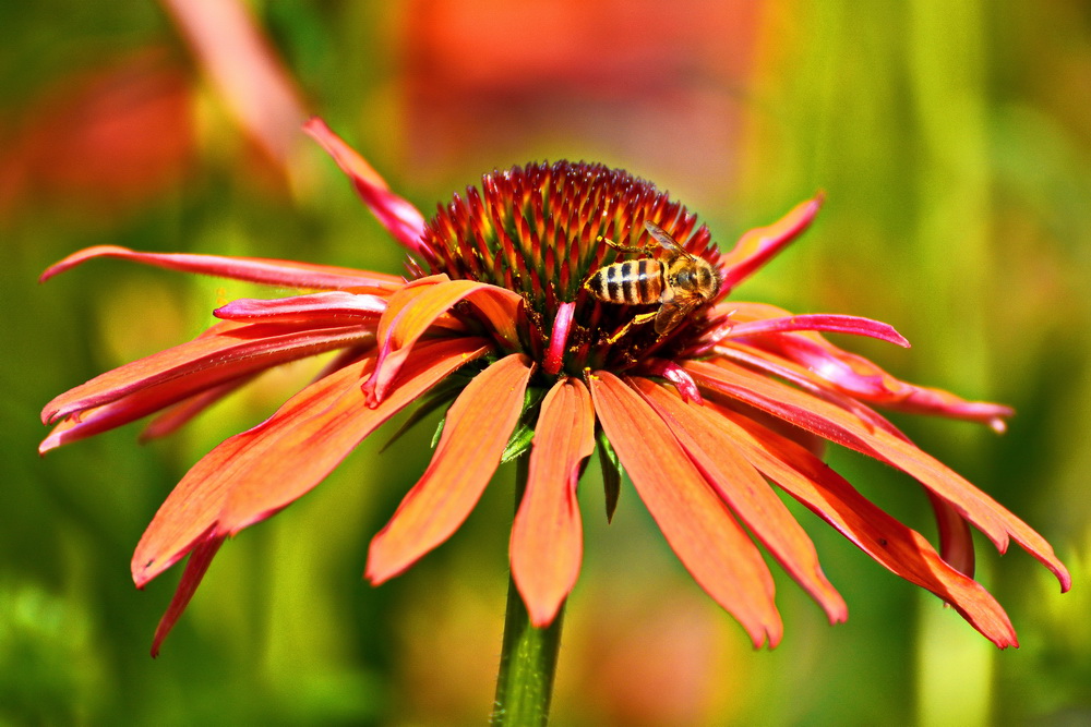 Blüte mit Schmuck