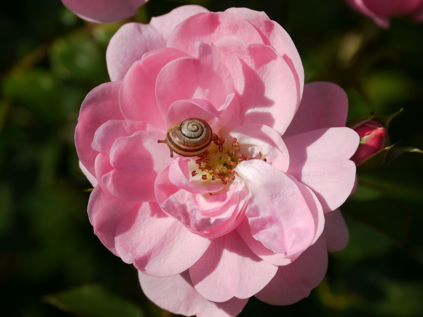 Blüte mit Schnecke