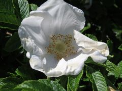 Blüte mit schönem Innenleben