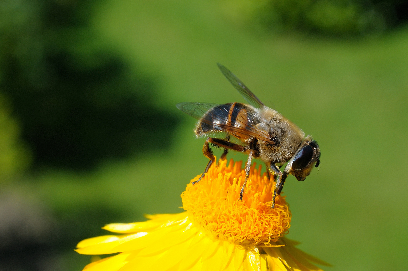 Blüte mit Schwebefliege