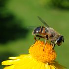 Blüte mit Schwebefliege