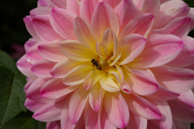 Blüte mit Schwebfliege