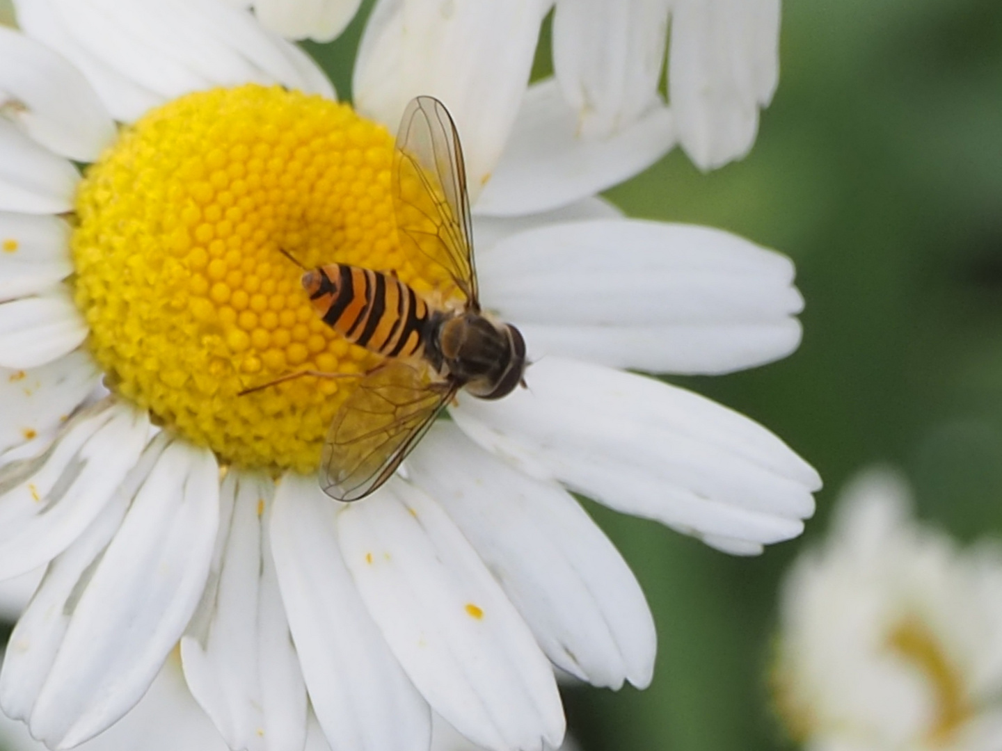 Blüte mit Schwebfliege 