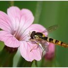 Blüte mit Schwebfliege