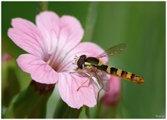 Blüte mit Schwebfliege