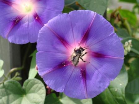 blüte mit sonne und besucher