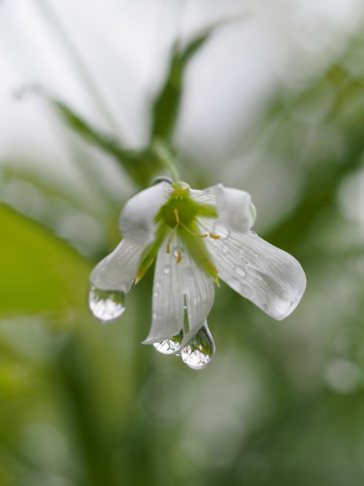 Blüte mit Spiegelbild Regentropfen 