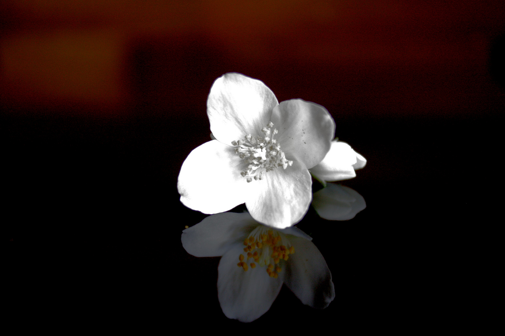 Blüte mit Spiegelung