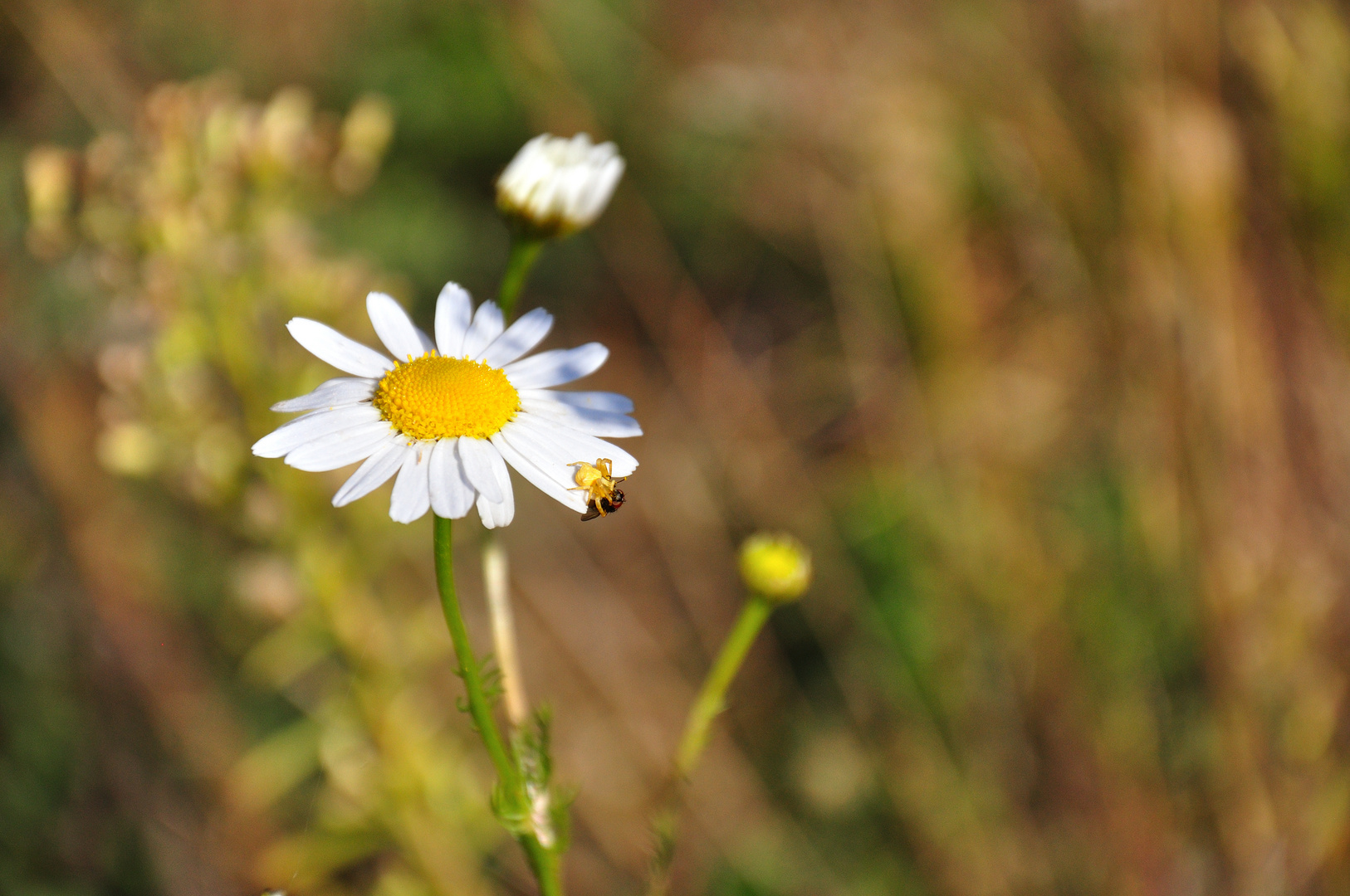 Blüte mit Spinne vs Fliege