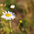 Blüte mit Spinne vs Fliege