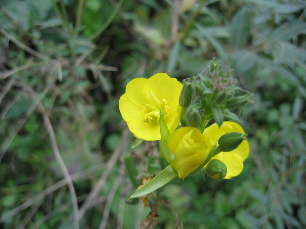 Blüte mit Spinnennetz