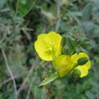 Blüte mit Spinnennetz