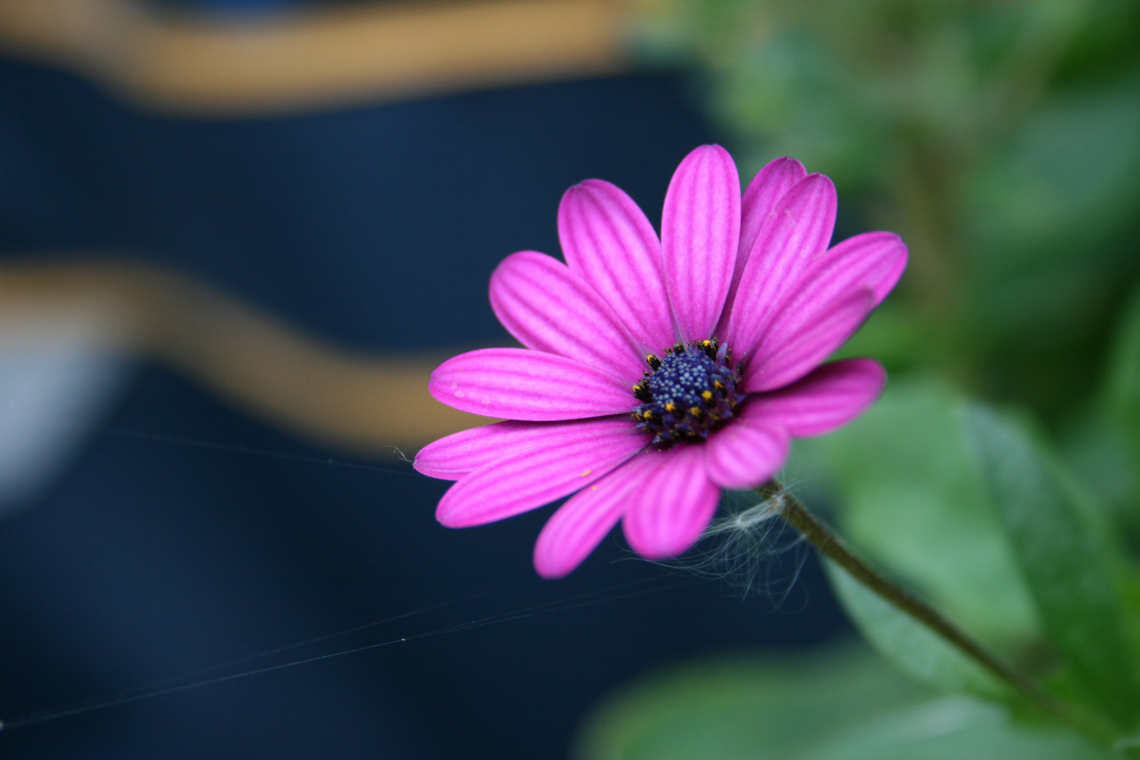 Blüte mit Spinnennetz