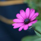 Blüte mit Spinnennetz