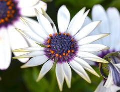 Blüte mit Spitzen