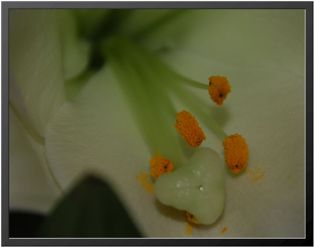 Blüte mit Staubfaden und Pollen