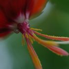 Blüte mit Stempel