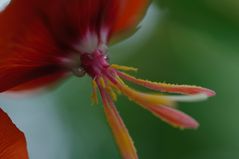 Blüte mit Stempel