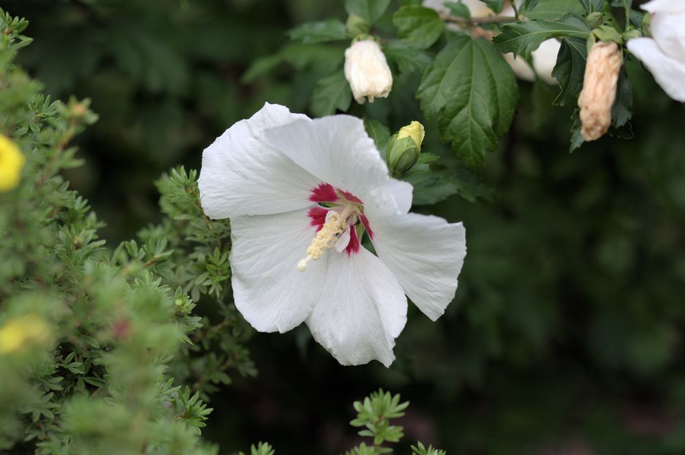 Blüte mit Stiel