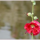 Blüte mit Summ-Summ