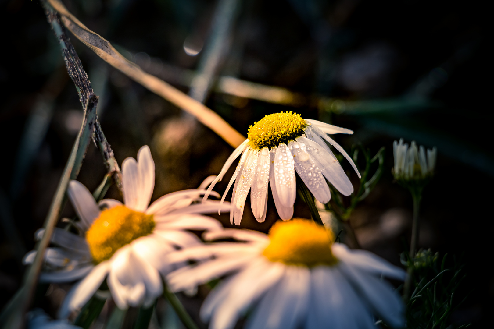 Blüte mit Tau