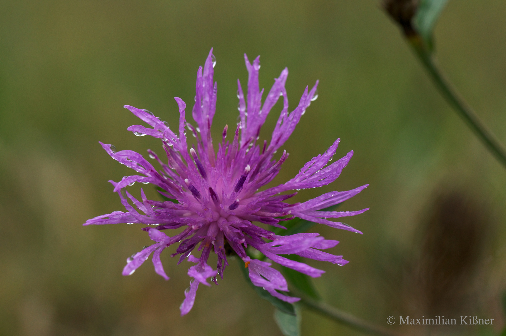 Blüte mit Tau