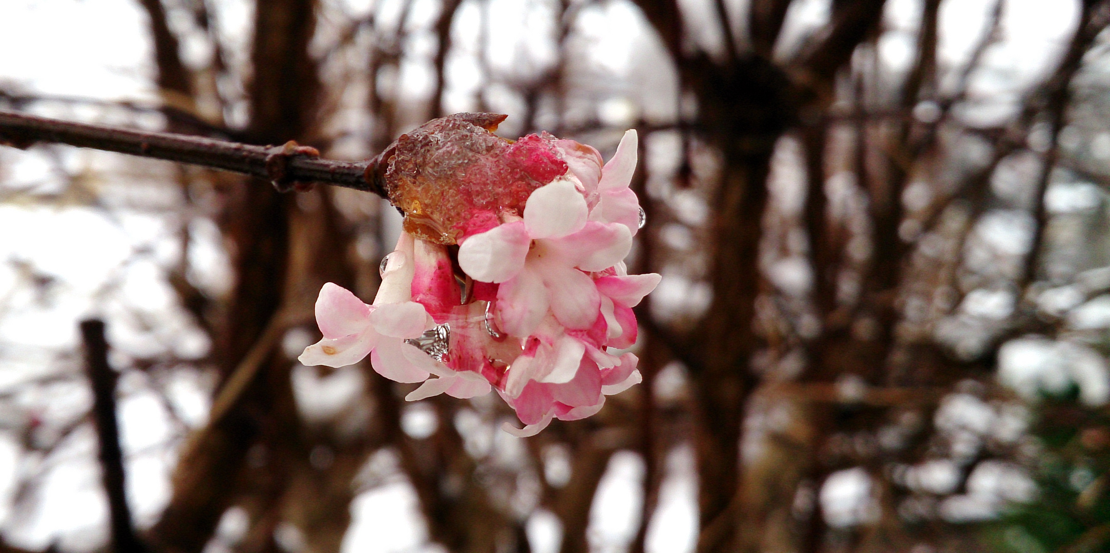 Blüte mit Tautropfen