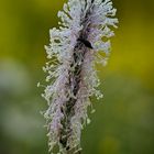 Blüte mit Tautropfen und Käfer