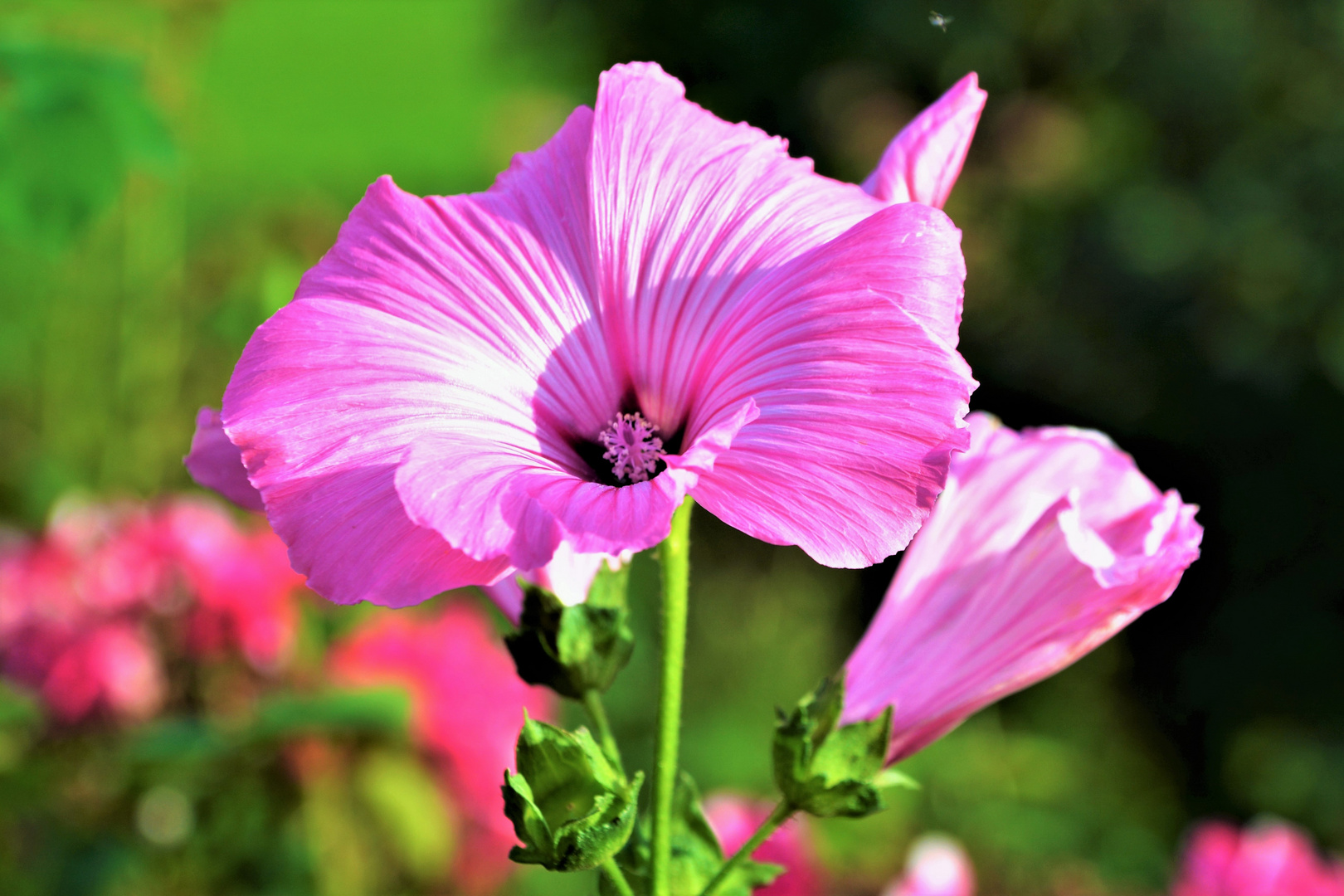 BLÜTE mit tiefem Trichter in der Sonne 