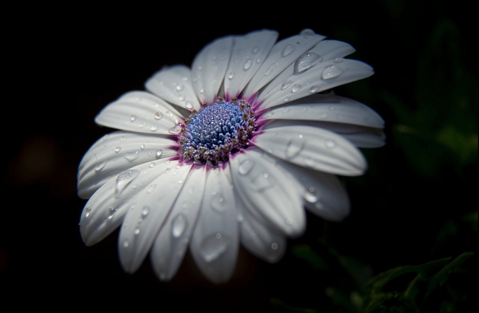 Blüte mit Tropfen