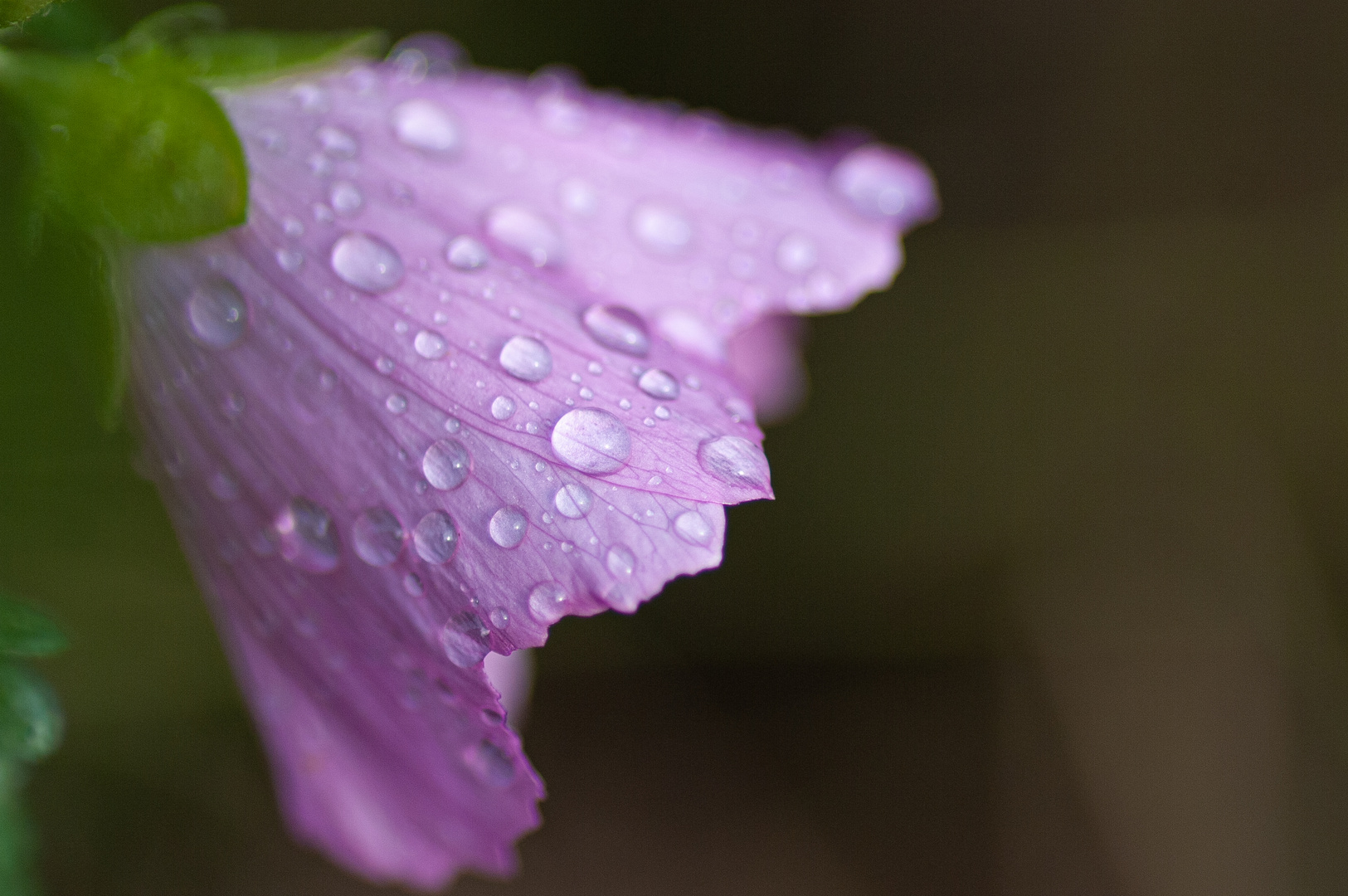 Blüte mit Tropfen