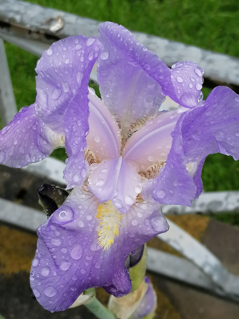 Blüte mit Tropfen