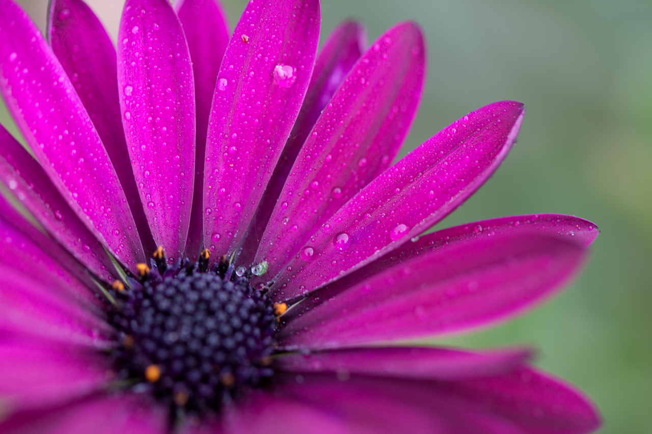 Blüte mit Tropfen