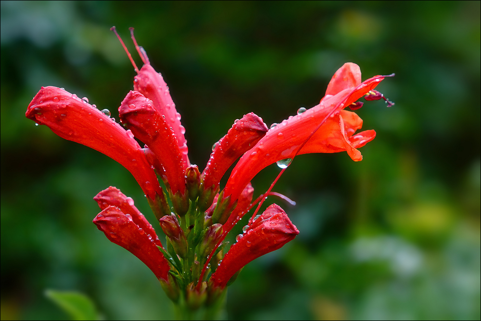 Blüte mit Tropfen